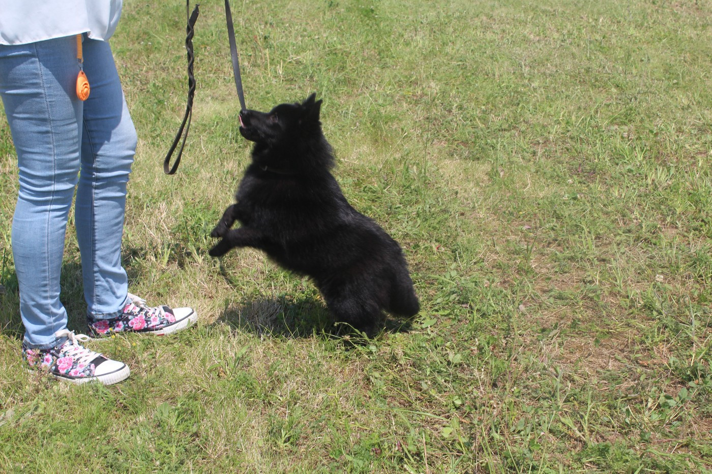 Yamcha dit Fifi De la bastide du val de cagnes